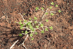 Euphorbia balsamifera image