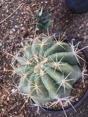Ferocactus pottsii
