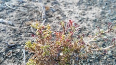 Euryops multifidus