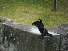 Phalacrocorax carbo