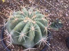 Ferocactus pottsii