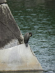 Phalacrocorax carbo
