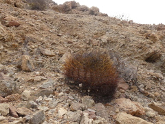 Eriosyce rodentiophila