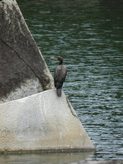 Phalacrocorax carbo