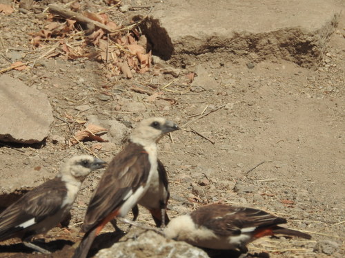 Dinemellia dinemelli