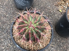 Ferocactus stainesii