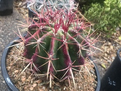 Ferocactus stainesii