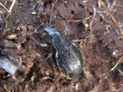 Oclandius cinereus