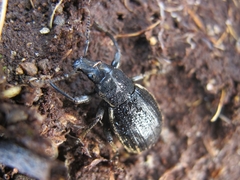 Oclandius cinereus