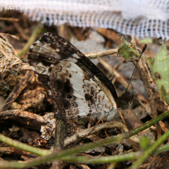 Castilia griseobasalis