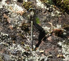Arigomphus