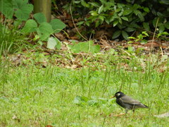 Spodiopsar cineraceus