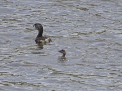 Podilymbus podiceps