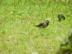 Spodiopsar cineraceus