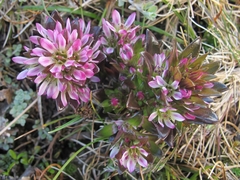 Gentianella antarctica