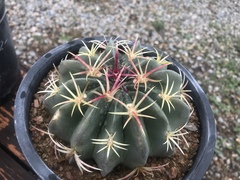 Ferocactus macrodiscus