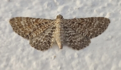 Eupithecia spissilineata
