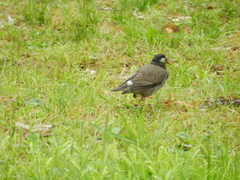 Spodiopsar cineraceus