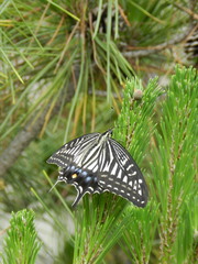 Papilio xuthus