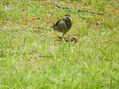 Spodiopsar cineraceus