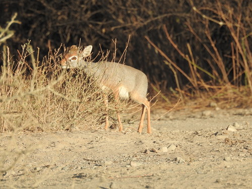 Madoqua saltiana