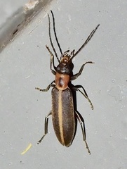 Oxycopis mimetica