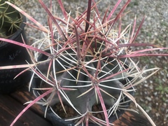 Ferocactus emoryi rectispinus