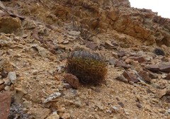 Eriosyce rodentiophila
