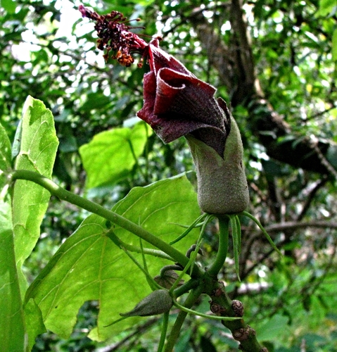 Hibiscadelphus giffardianus