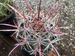 Ferocactus emoryi rectispinus