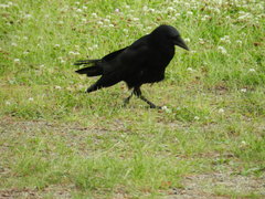Corvus corone