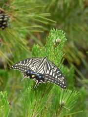 Papilio xuthus