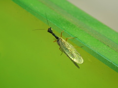 Dichrostigma flavipes