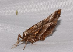 Selenia alciphearia