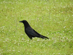 Corvus corone