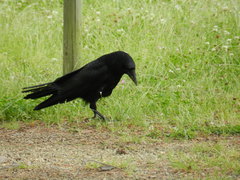 Corvus corone