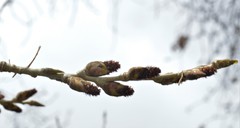 Populus deltoides monilifera