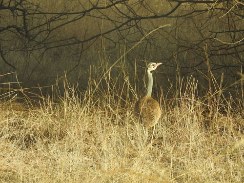 Eupodotis senegalensis