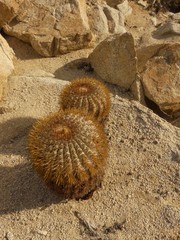 Copiapoa longistaminea