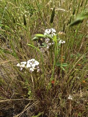 Triphysaria versicolor