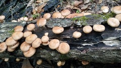 Lentinula boryana
