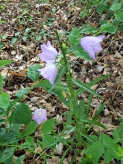 Campanula