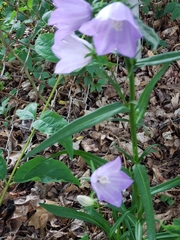 Campanula