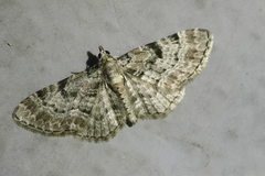 Eupithecia abietaria