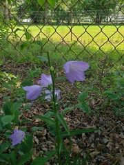 Campanula