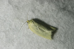 Zelotherses paleana