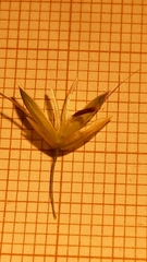 Arrhenatherum elatius bulbosum