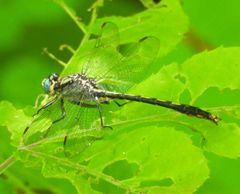 Arigomphus
