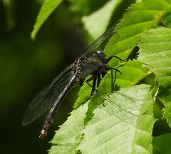 Arigomphus