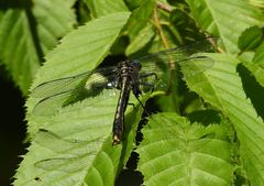 Arigomphus